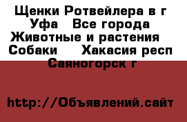 Щенки Ротвейлера в г.Уфа - Все города Животные и растения » Собаки   . Хакасия респ.,Саяногорск г.